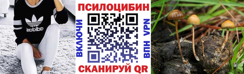 где купить наркоту  Подпорожье  Галлюциногенные грибы мицелий 