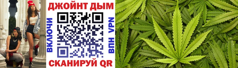 Конопля сатива  Подпорожье 